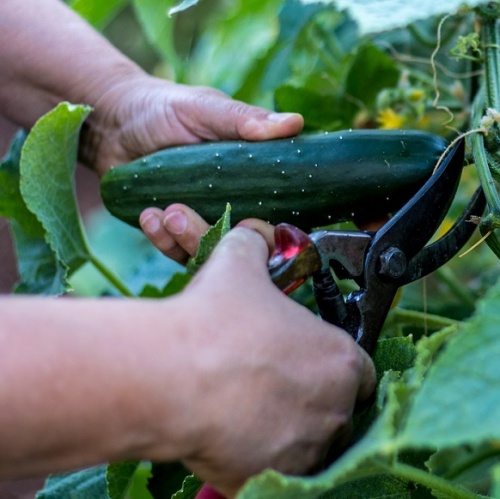 Cucumber Burpless Tasty